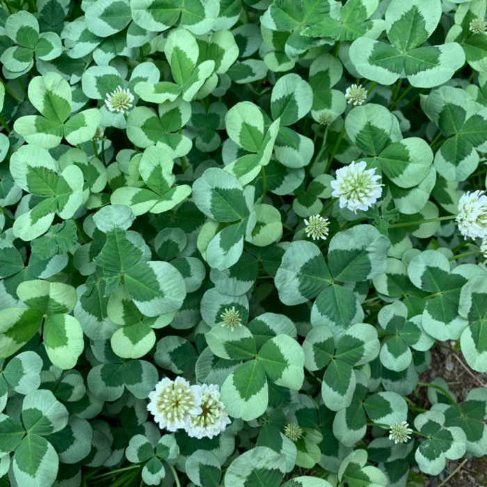Urrk ものづく が投稿したフォト お庭のクローバーに変化が シロツメクサが咲いていました 19 05 04 11 15 31 Limia リミア