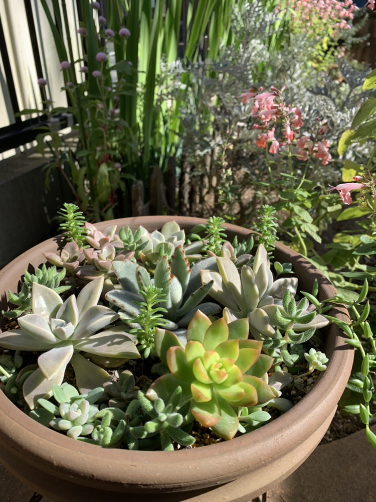 カリママが投稿したフォト 今日のマイガーデン 増えた多肉植物で寄せ植え いつもお花の苗 11 04 12 23 53 Limia リミア