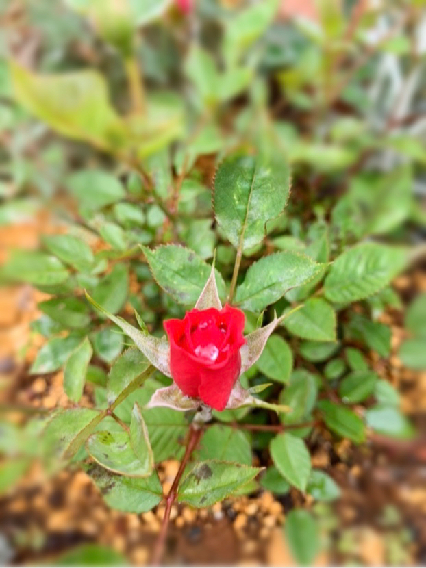 猫さんが投稿したフォト 去年から始めたガーデニング バラ を庭で咲かせるのが 理想で 19 05 09 10 23 56 Limia リミア