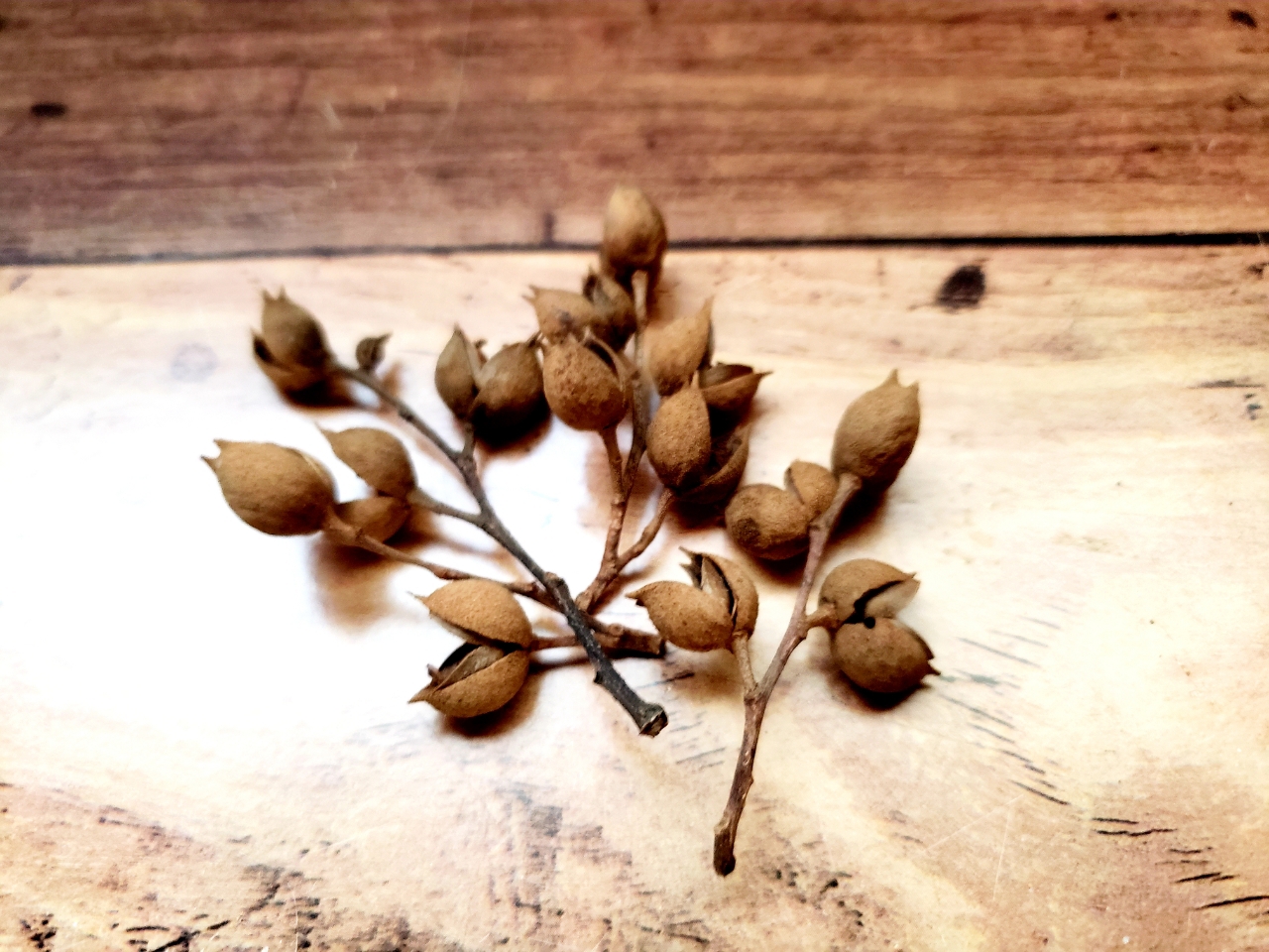 Succulent が投稿したフォト 大晦日に拾ってた木の実ゎ １枚目 ７枚目まで ー ｵ 19 01 09 16 11 35 Limia リミア