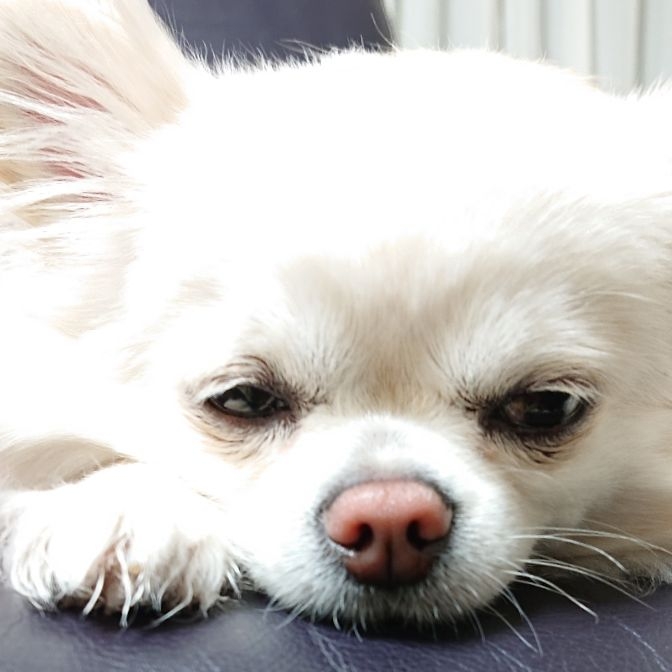 Okuriが投稿したフォト チロルの眠くて限界な顔です 可愛い こんな可愛い顔でいび 19 04 22 05 48 55 Limia リミア