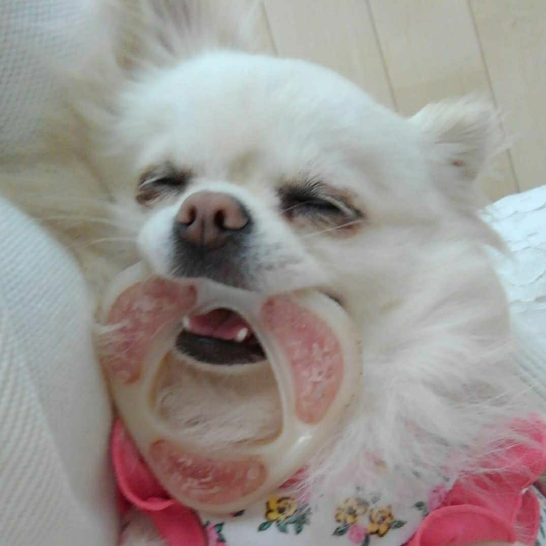 Okuriが投稿したフォト 愛犬チロルは このオモチャ大好きで眠いときくわえてうとうとし 18 09 24 05 47 07 Limia リミア