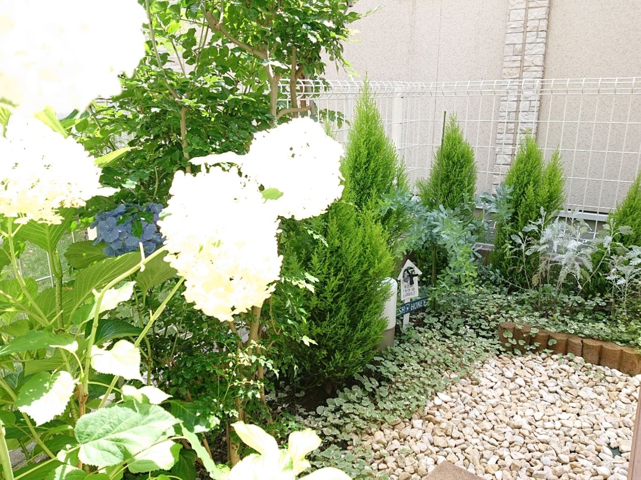 Okuriが投稿したフォト お庭のアナベルが沢山咲きました 今年は沢山咲き嬉しいです 06 24 12 57 40 Limia リミア