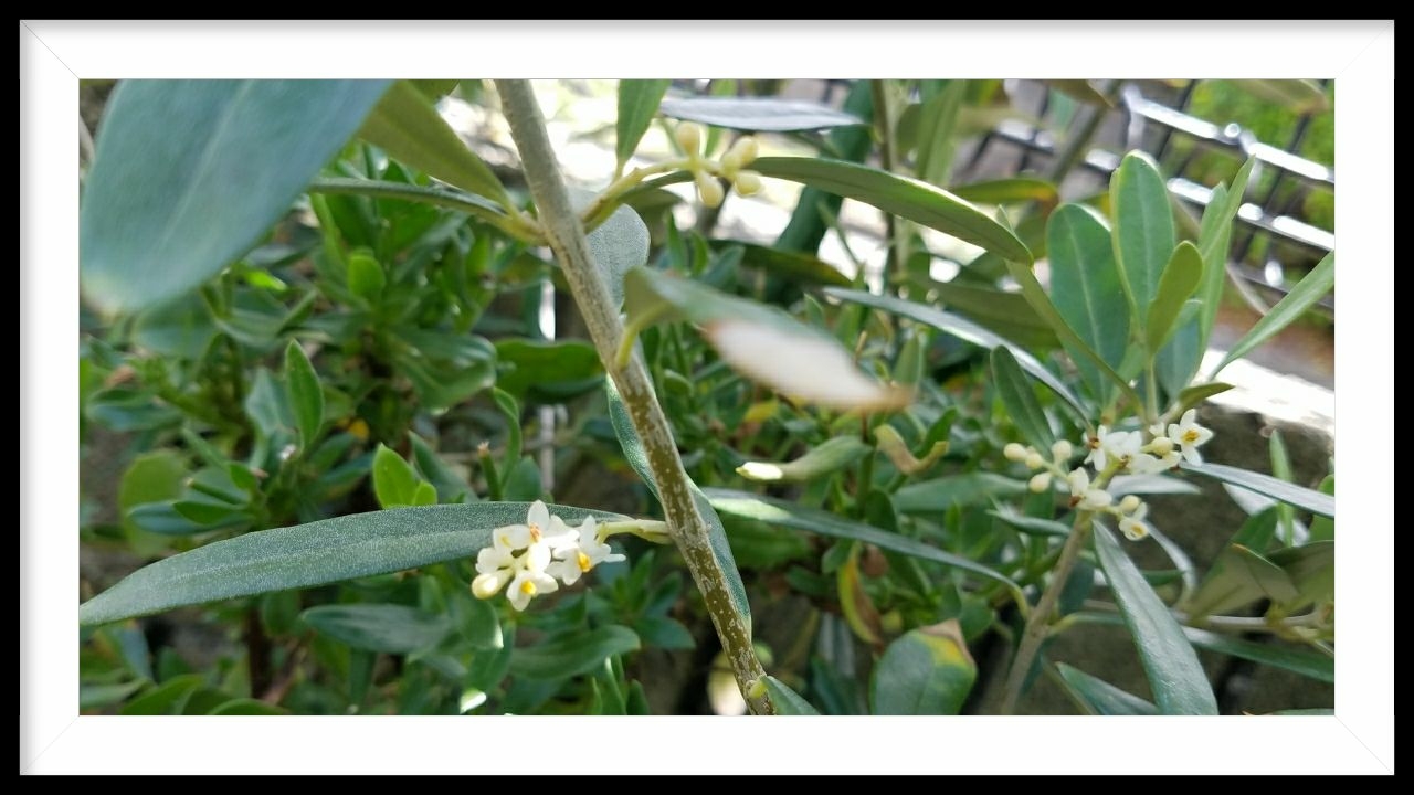 Makoが投稿したフォト オリーブの花が咲いていました オリーブの花 初めて見まし 18 05 19 15 11 25 Limia リミア