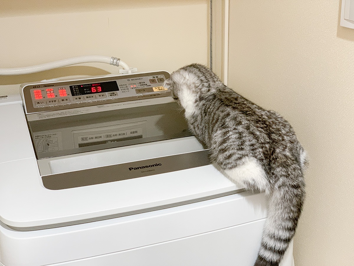 Uchiblogが投稿したフォト 愛猫ぐうが 生後4ヶ月半でとうとう洗濯機の上に上れるようにな 19 08 11 00 30 08 Limia リミア