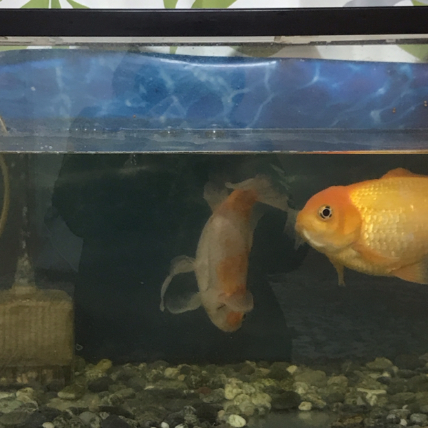 ウララが投稿したフォト 8年も飼ってる金魚 赤い金魚は泳いでいても 白い金魚は寝て 19 01 06 01 30 10 Limia リミア