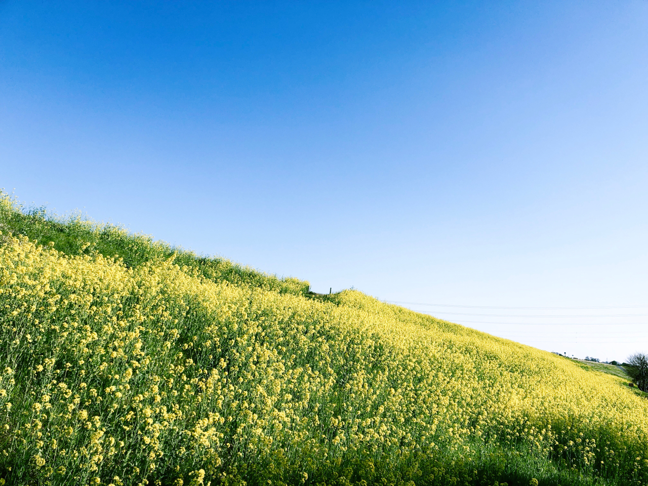 3939が投稿したフォト 我が家のすぐそこ 河原の土手の菜の花が満開 この光景を見る 18 03 30 21 30 43 Limia リミア