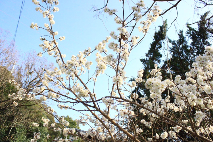 Capelが投稿したフォト 店先の桜の木がひと足早く満開を迎えていました 地元の桜の 19 03 21 23 56 13 Limia リミア