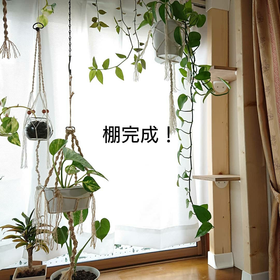 Atsupが投稿したフォト 出窓の観葉植物が増えすぎて 棚作成しました 05 24 09 36 03 Limia リミア