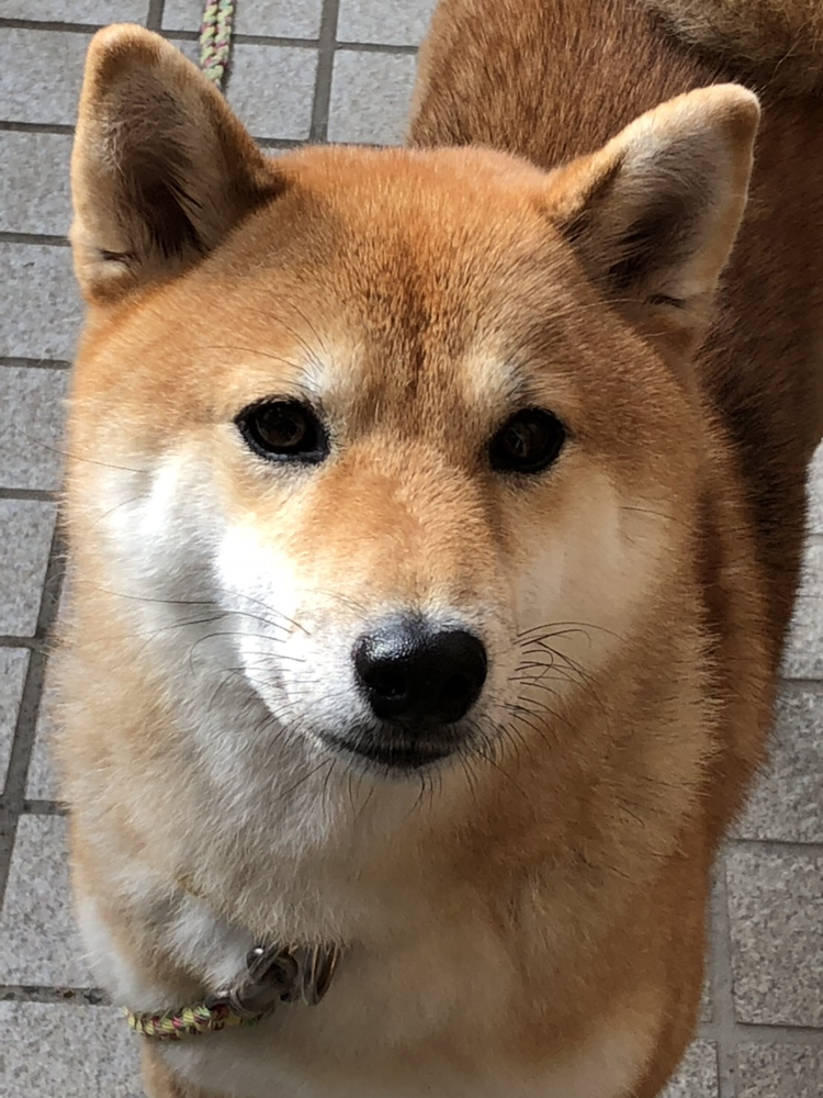 Haruchanc が投稿したフォト 柴犬 ナッツ 珍しくドアップのナッツ お散歩中たまに振り 18 10 19 18 11 31 Limia リミア