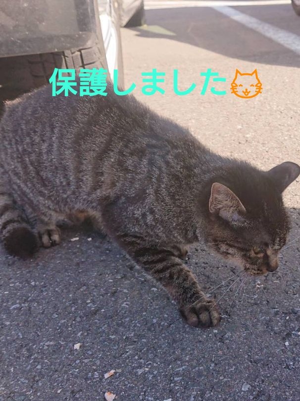 ごーやんが投稿したフォト 今日 会社の駐車場でカラスにいじめられていたキジトラ猫さん 19 10 30 21 48 42 Limia リミア