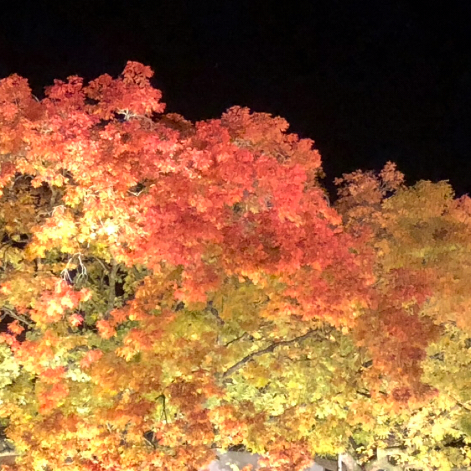 Himasafureが投稿したフォト 閑谷学校の紅葉 ライトアップ 18 11 10 15 07 24 Limia リミア