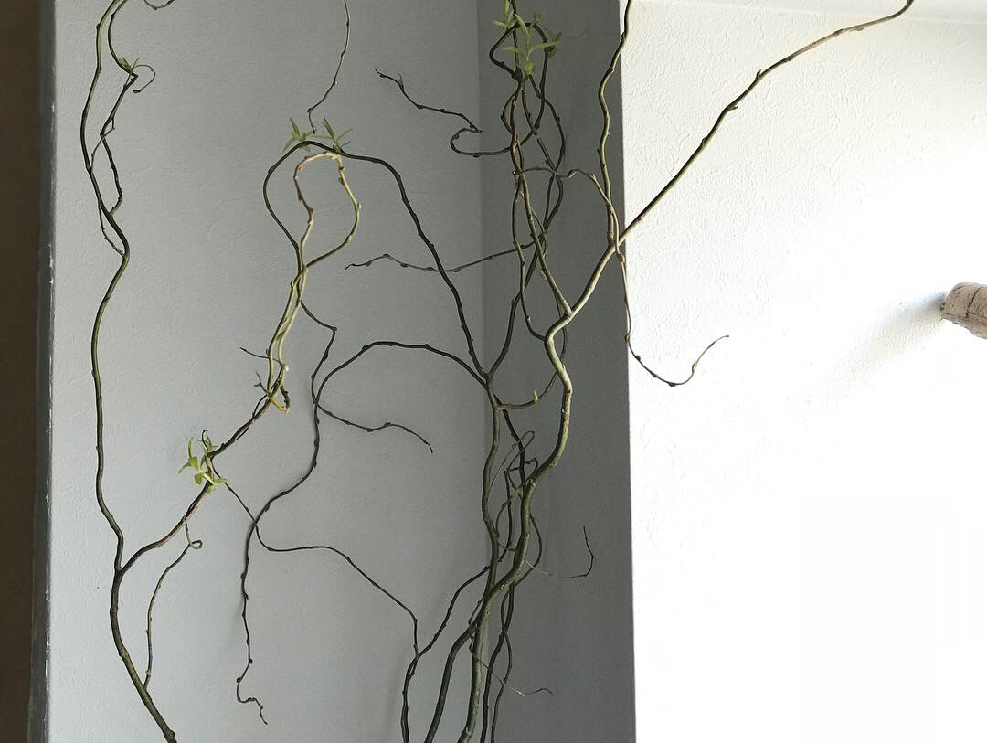 Kiki Nekkoが投稿したフォト ウンリュウヤナギ このウネウネした枝ぶりがかっこよくて好きで 18 11 14 06 29 25 Limia リミア