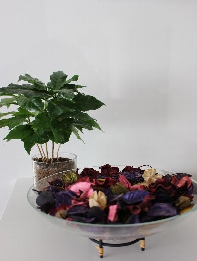 Soraが投稿したフォト ポプリとコーヒーの木 雑貨と観葉植物の組み合わせの飾り方が 19 02 19 16 07 33 Limia リミア