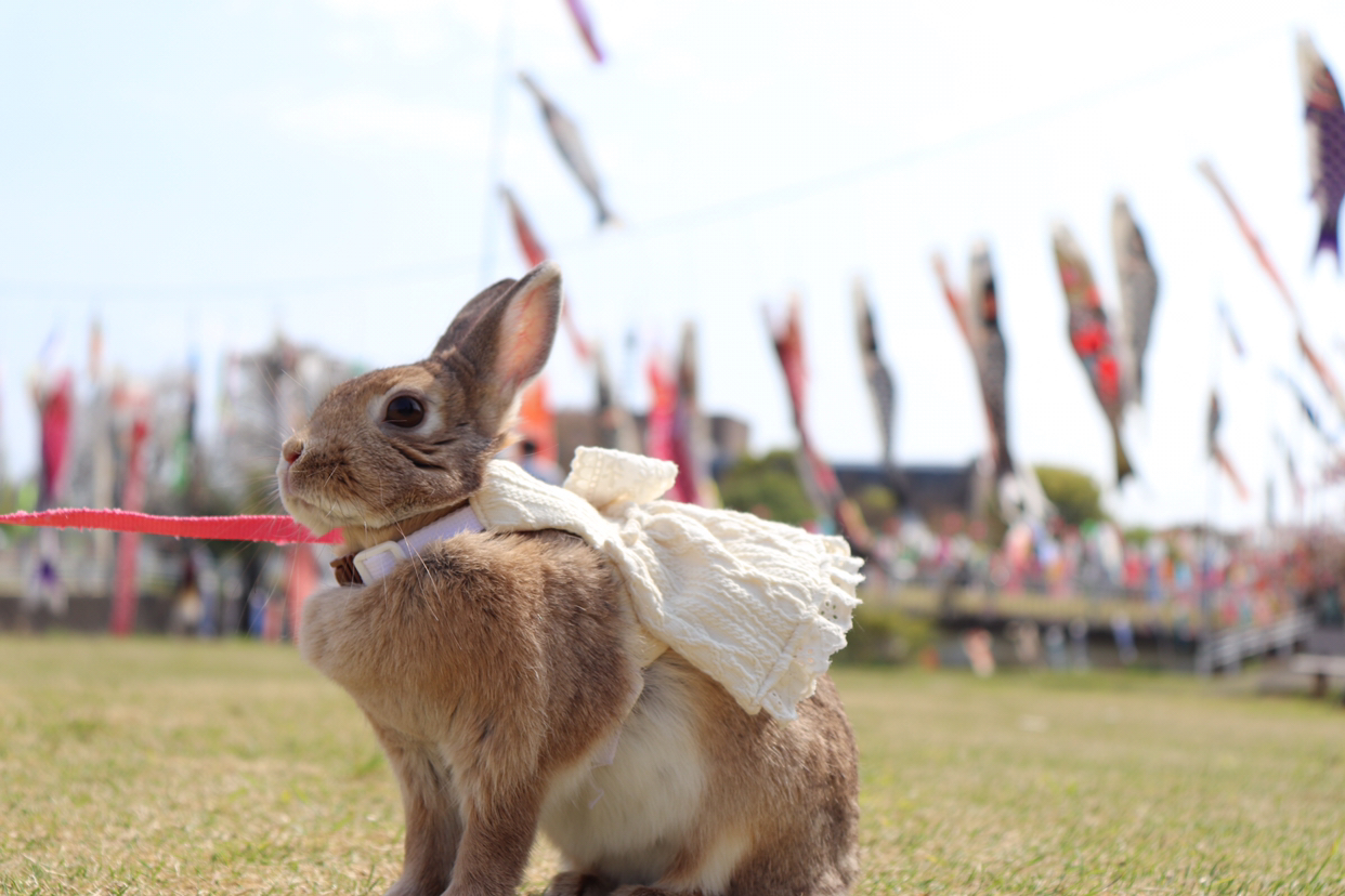 うさぎのモカが投稿したフォト 鯉のぼりとうさぎ 19 04 22 11 56 11 Limia リミア