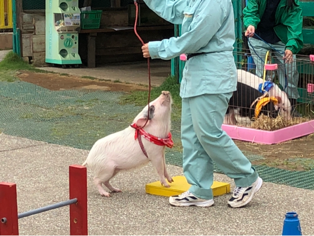 みるくちぃが投稿したフォト 東京ドイツ村 ヤギが頭上をお散歩 のびのびしていて自 19 06 10 12 59 58 Limia リミア