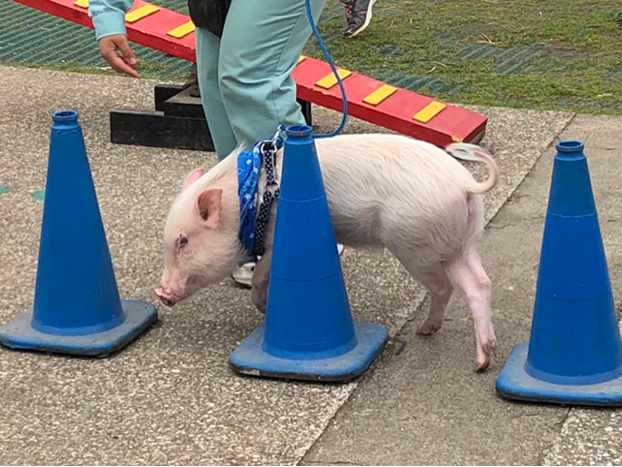 みるくちぃが投稿したフォト 東京ドイツ村 ヤギが頭上をお散歩 のびのびしていて自 19 06 10 12 59 58 Limia リミア