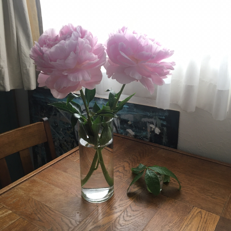 Sansankik が投稿したフォト 近所のドラックストアで399円のお花を買いダイソーの花瓶にい 2020 06 21 12 04 01 Limia リミア