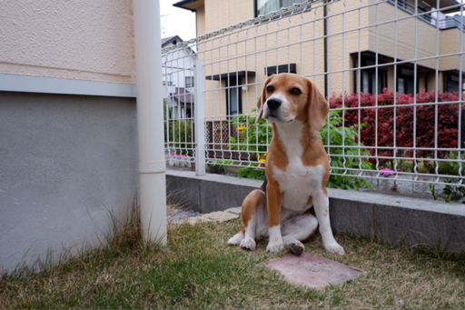 Cherie Mamが投稿したフォト 今日も異常なし 番犬頼んでないけど 19 04 11 52 53 Limia リミア