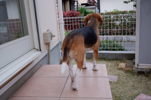 Cherie Mamが投稿したフォト 今日も異常なし 番犬頼んでないけど 19 04 11 52 53 Limia リミア