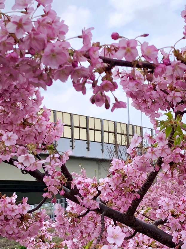 よーぜふ タニクス が投稿したフォト 皆さんの河津桜の投稿を見ては羨ましいな と思っていたら 19 03 12 23 11 52 Limia リミア