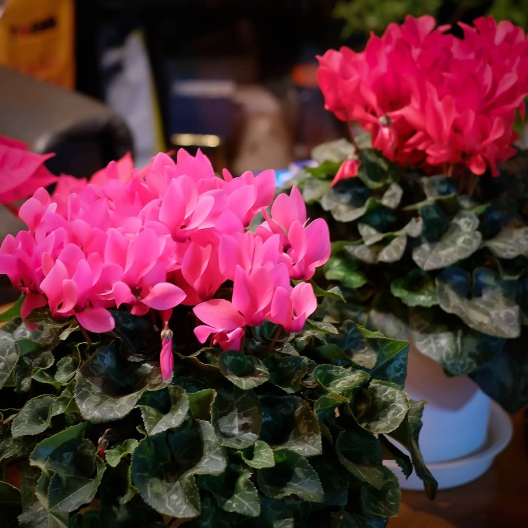Nori Homeが投稿したフォト 赤い花や葉っぱ 寒い冬の季節でも暖かい気持ちにさせてくれます 21 01 28 18 51 27 Limia リミア