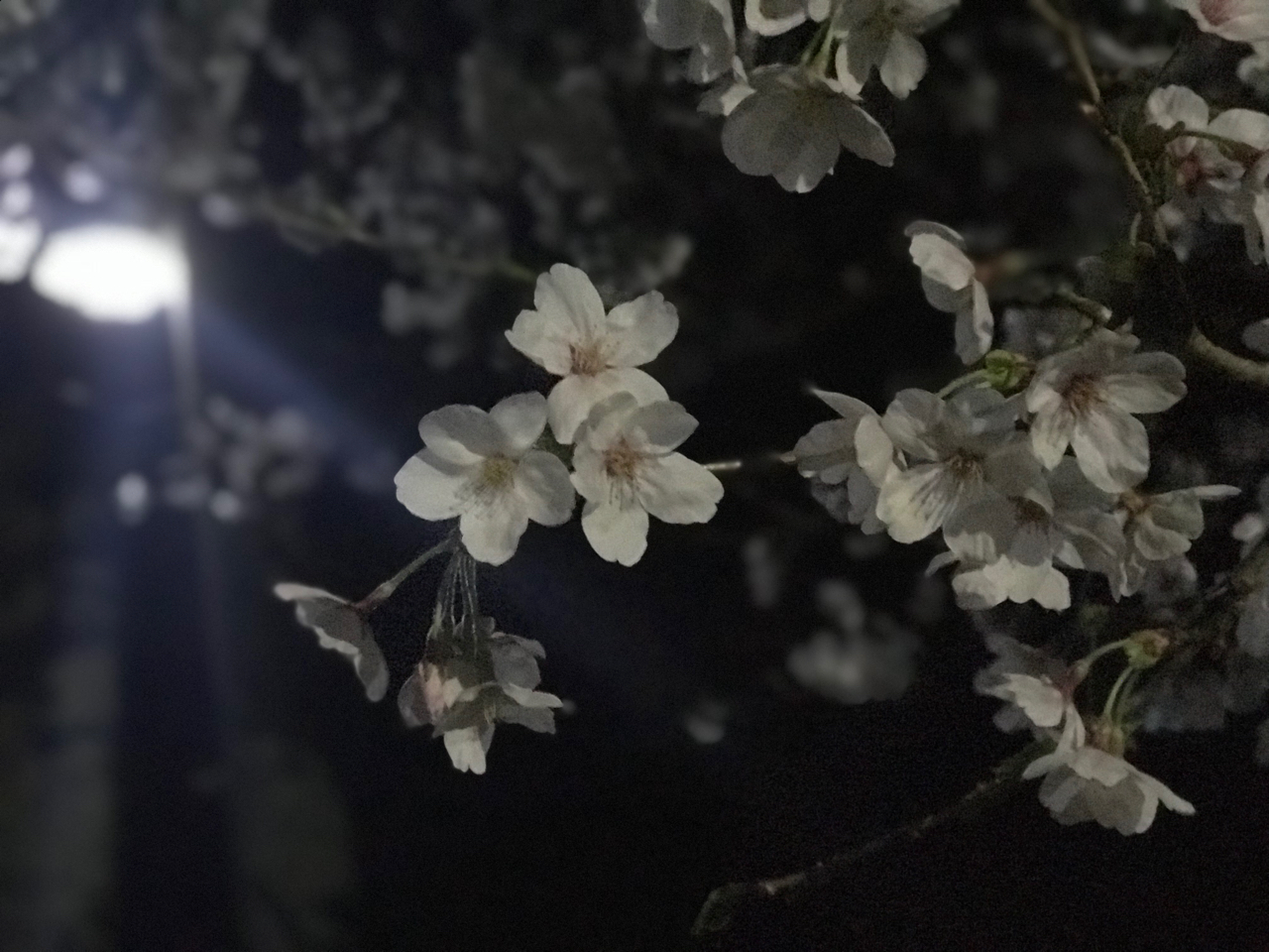 村竹将太が投稿したフォト「桜」 - 2018-04-04 16:23:19 | LIMIA (リミア)