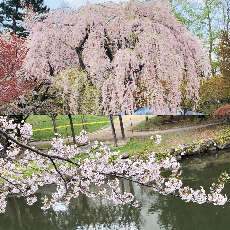 鳥姐さんが投稿したフォト 本日の札幌中島公園 日本庭園のしだれ桜 今を盛りの満開で 19 05 03 12 38 10 Limia リミア