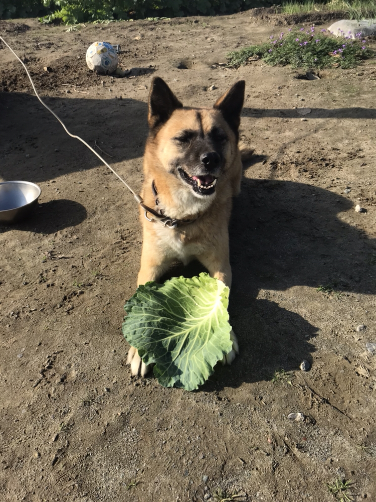 Chobiが投稿したフォト キャベツも大好物なちょび 待てる子です 保護犬 雑種犬 18 11 11 18 24 58 Limia リミア