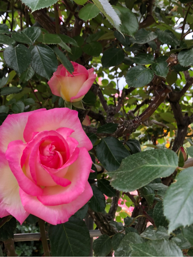 Hirohiroが投稿したフォト 初 京成バラ園 珍しい薔薇がた くさん有りました 19 05 16 21 22 26 Limia リミア
