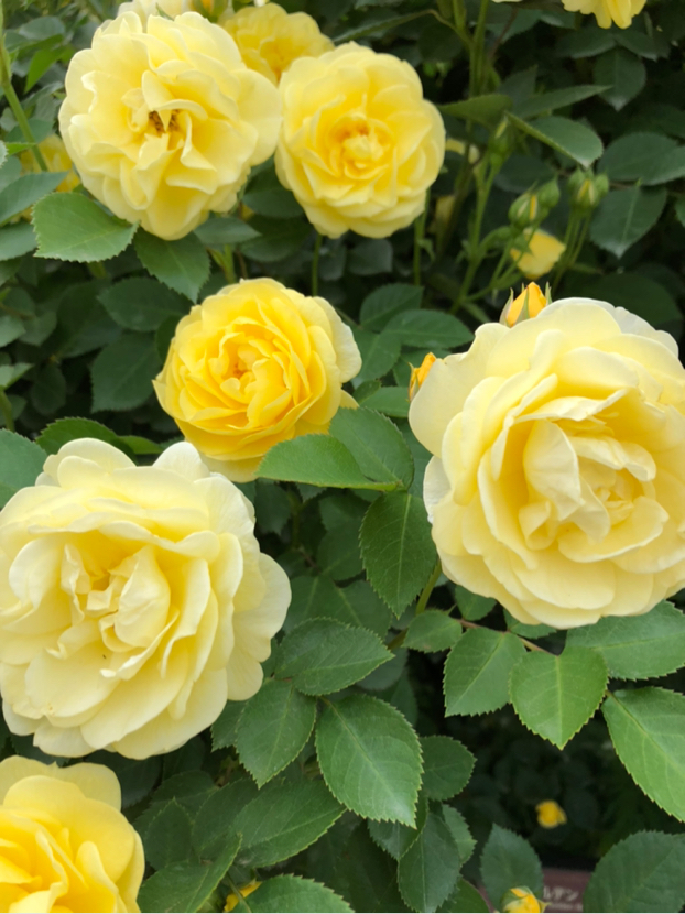 Hirohiroが投稿したフォト 初 京成バラ園 珍しい薔薇がた くさん有りました 19 05 16 21 22 26 Limia リミア