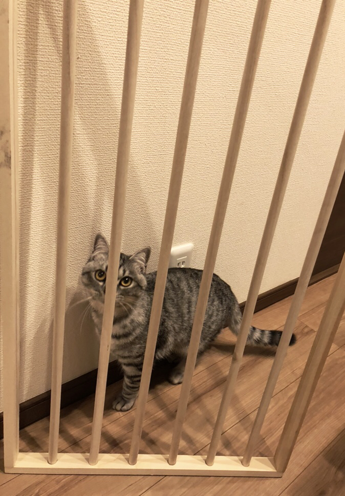 猫 キッチン 侵入 防止 カーテン 美しい芸術