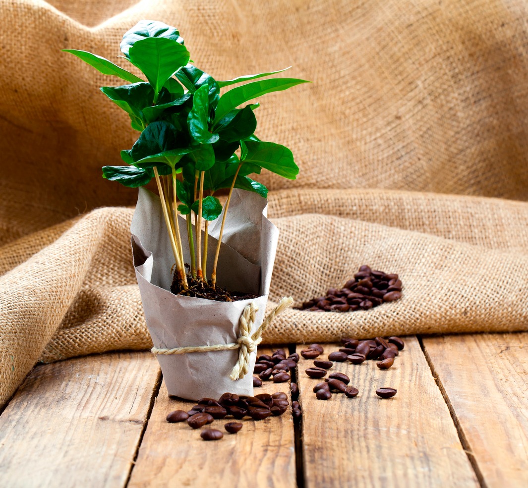 上手に育てたら豆もとれる？葉っぱがかわいいコーヒーの木の育て方｜LIMIA (リミア)