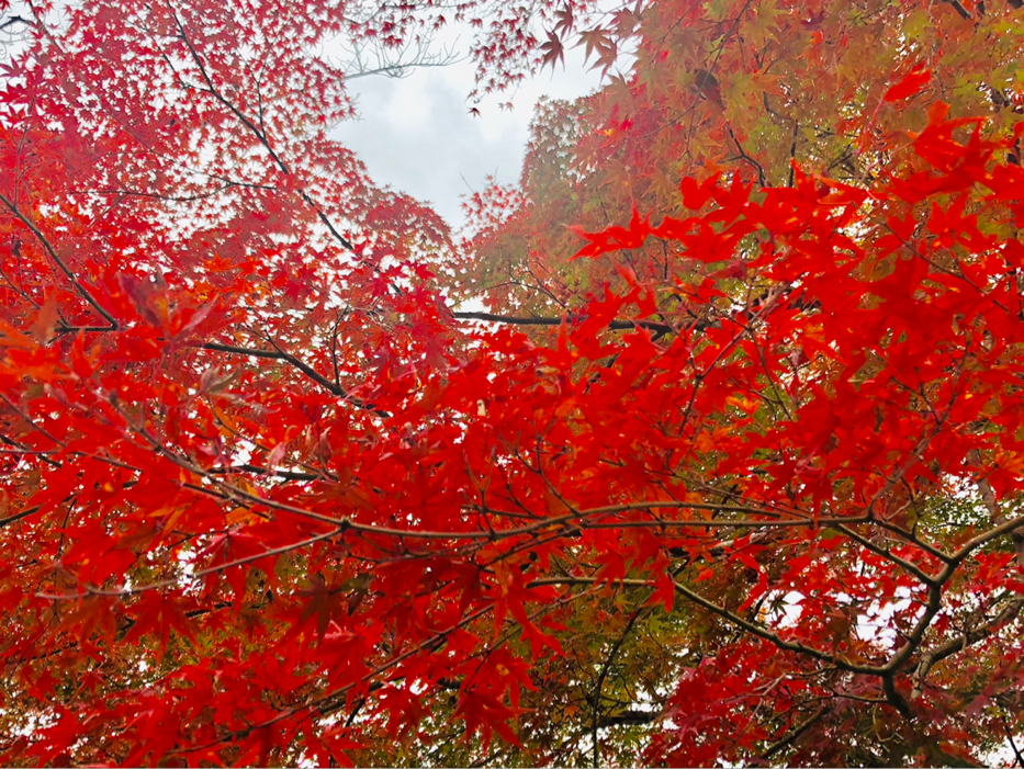 ま き が投稿したフォト 大分県 城島高原パーク 紅葉 高原なので綺麗に色付いて 18 10 31 22 02 24 Limia リミア