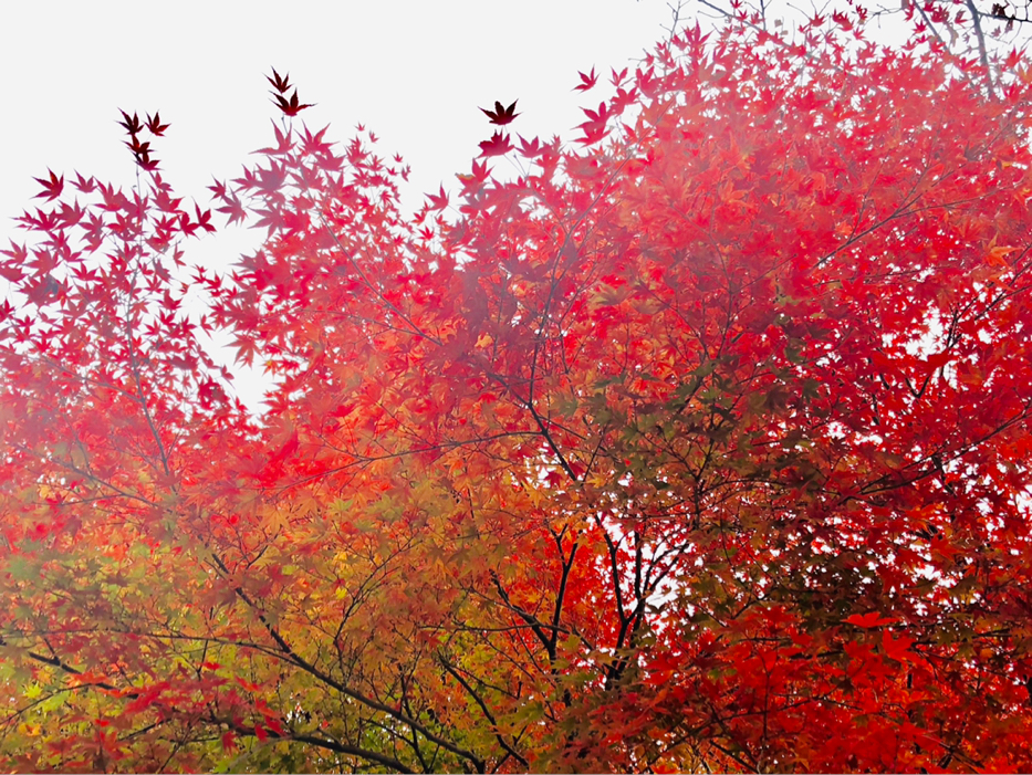 ま き が投稿したフォト 大分県 城島高原パーク 紅葉 高原なので綺麗に色付いて 18 10 31 22 02 24 Limia リミア