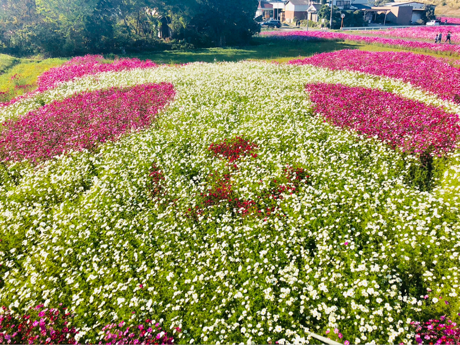 ま き が投稿したフォト 大分県中津市三光コスモス園 2枚目はパンダ 3枚目はlove 18 11 04 10 22 47 Limia リミア