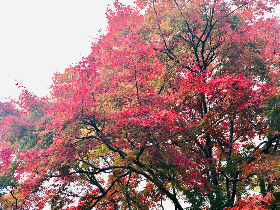 ま き が投稿したフォト 大分県 城島高原パーク 紅葉 高原なので綺麗に色付いて 18 10 31 22 02 24 Limia リミア