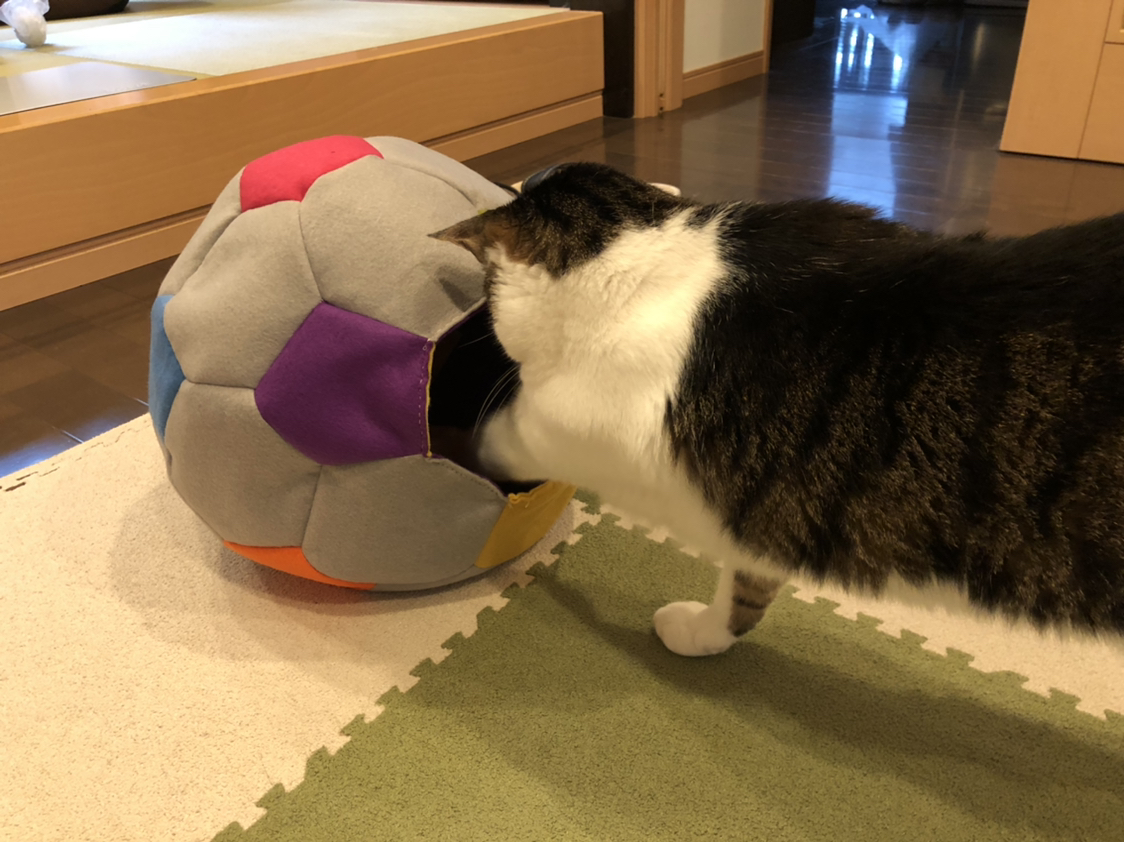 Aree Chuc が投稿したフォト サッカーボール型猫ベッド フェルトで作ってみた フェルト 06 11 15 30 41 Limia リミア