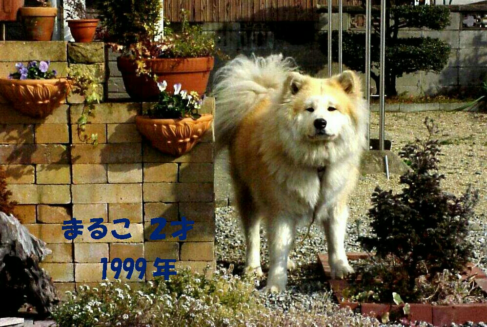 ピクシーが投稿したフォト 以前飼っていた秋田犬のミックス犬 名前は まるこ 体重 38 19 02 28 12 41 48 Limia リミア