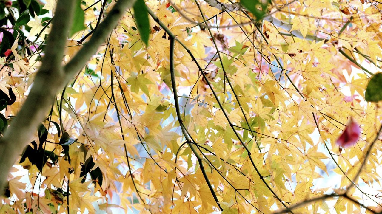 Bfm41adが投稿したフォト 光を受けた紅葉がとても綺麗な秋です 18 11 10 08 09 55 Limia リミア
