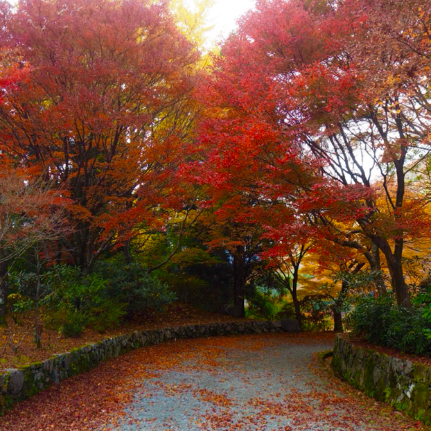 ゆうが投稿したフォト 熊本 秋の風景 18 11 11 05 58 40 Limia リミア