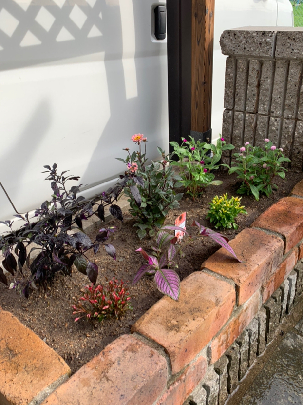 よさむらが投稿したフォト 花壇にお花 寂しかった花壇にお花買ってきて植えてみました ち 19 09 01 17 03 49 Limia リミア