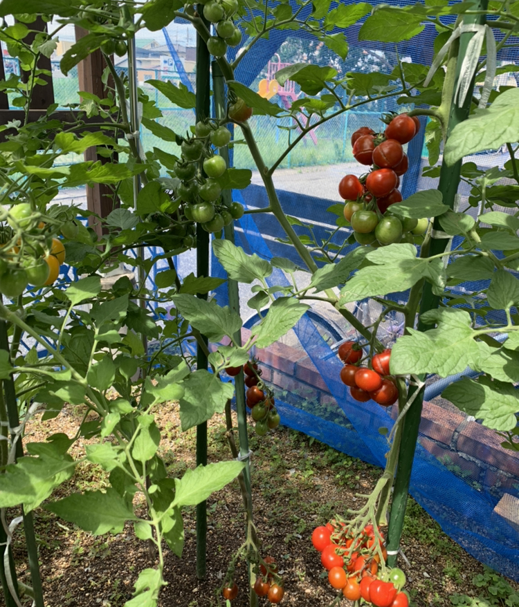 よさむらが投稿したフォト トマト カラスにつつかれた 今朝見ると家庭菜園のトマトがカ 07 08 10 36 43 Limia リミア