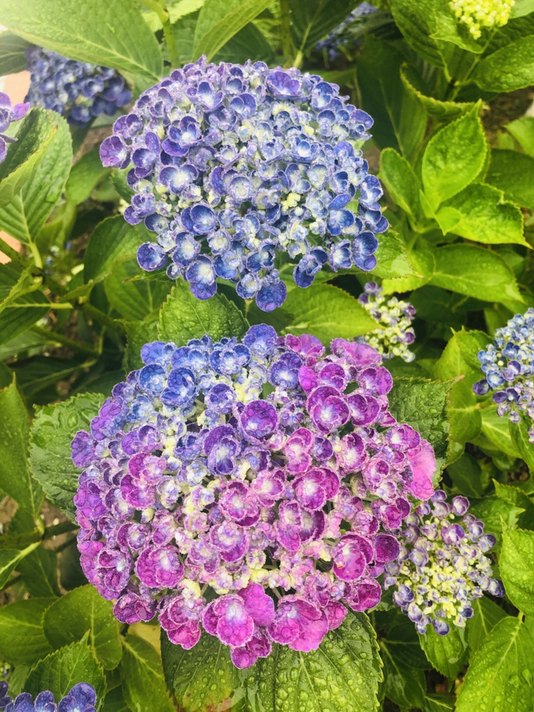 ちぃが投稿したフォト 雨の中の紫陽花 グラデーションが綺麗です 昨年一関のあ 06 24 09 35 23 Limia リミア