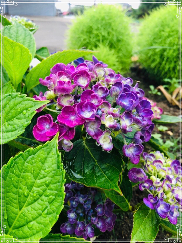 ちぃが投稿したフォト 雨上がりの朝 庭の紫陽花が咲き始めた 名前はポップ 19 06 28 07 56 14 Limia リミア