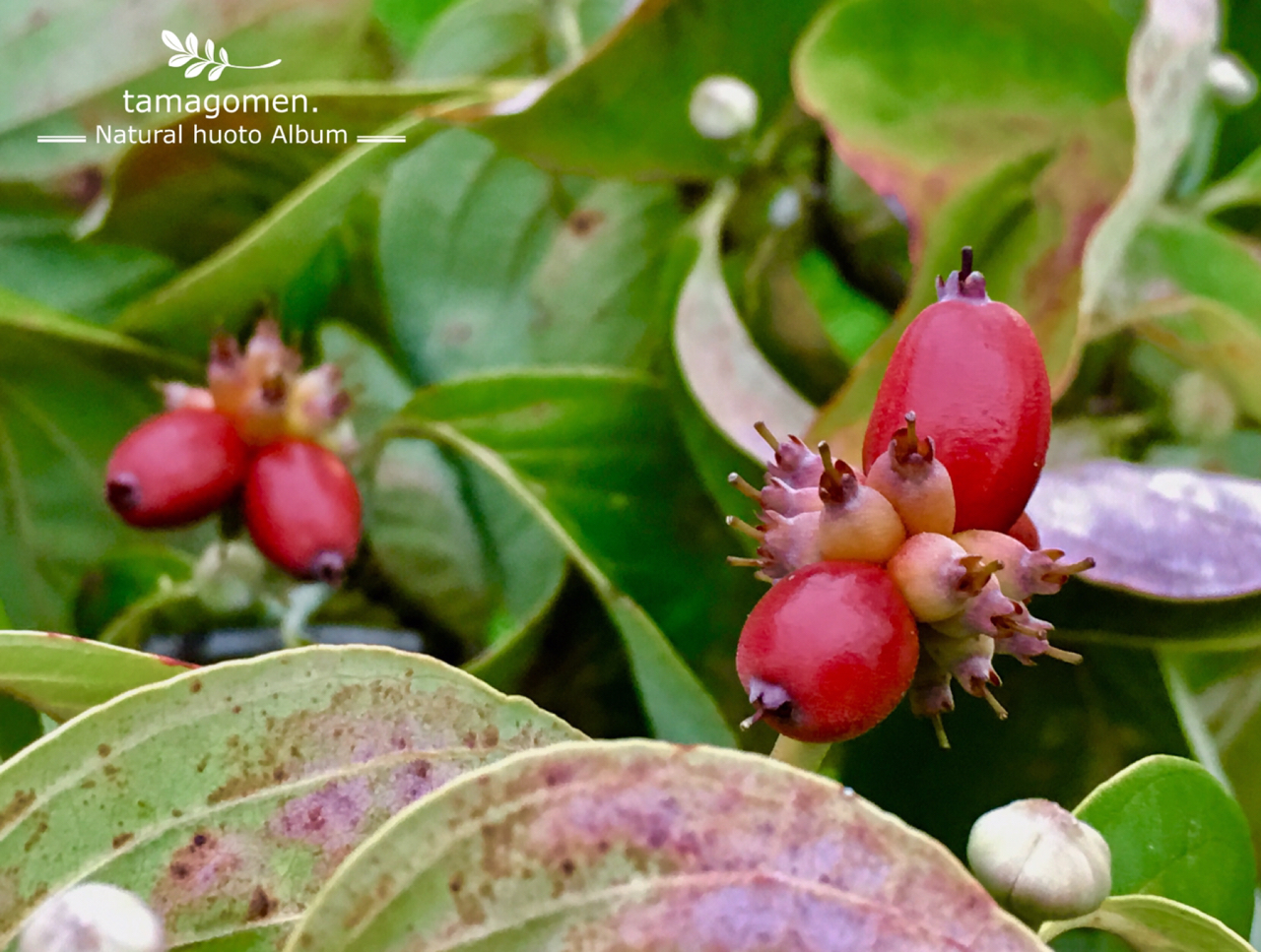 たまごめん が投稿したフォト ハナミズキの実 花水木 可愛らしい赤い実です リース素 19 09 17 18 39 25 Limia リミア