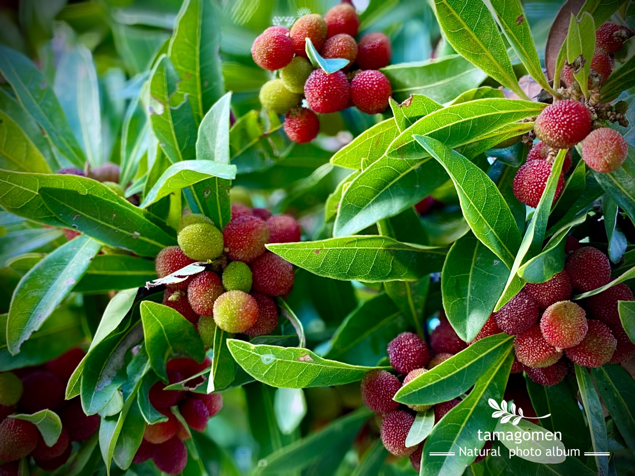たまごめん が投稿したフォト ヤマモモ 山桃 山桃の実がたくさん赤く色づき始めてます 06 29 02 15 27 Limia リミア