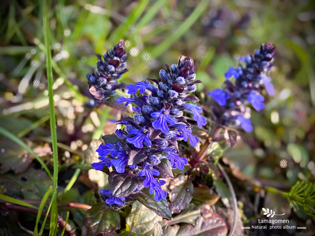 たまごめん が投稿したフォト アジュガ 十二単 雑草に紛れて青紫色の花を咲かせています 04 16 00 55 45 Limia リミア