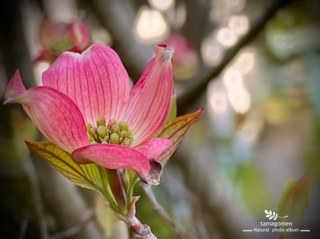 Tamagomen が投稿したフォト ハナミズキ 花水木 ピンク色の花水木です 3色の花水木コ 04 21 23 08 28 Limia リミア