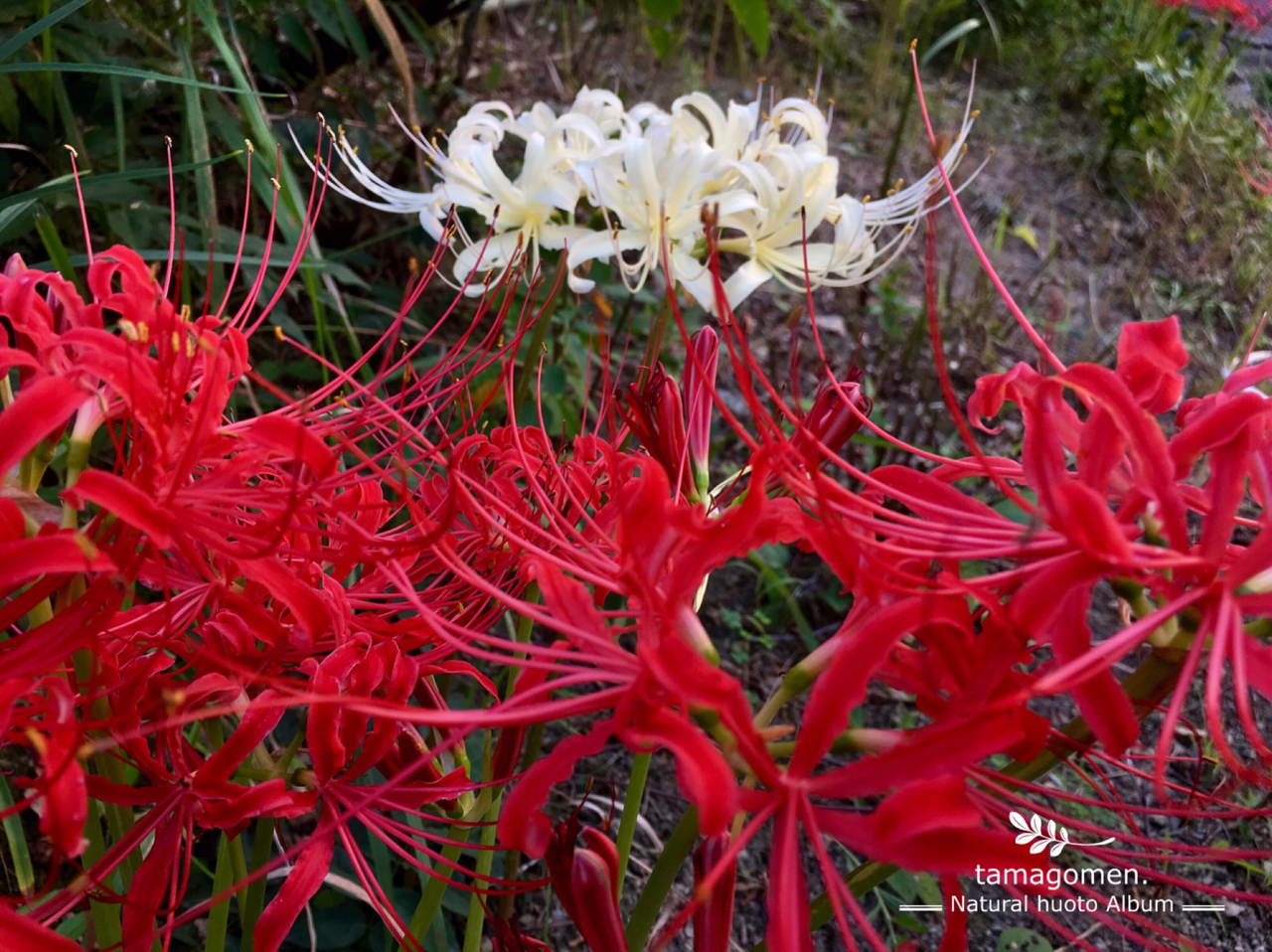 Tamagomen が投稿したフォト 彼岸花 曼珠沙華 赤 白 白花を囲むように赤花が咲いていま 19 09 26 21 34 56 Limia リミア